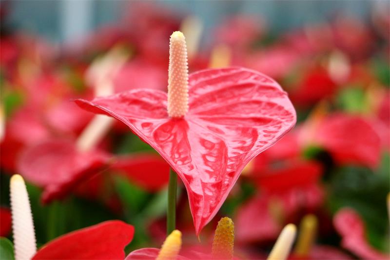 紅掌1.jpg